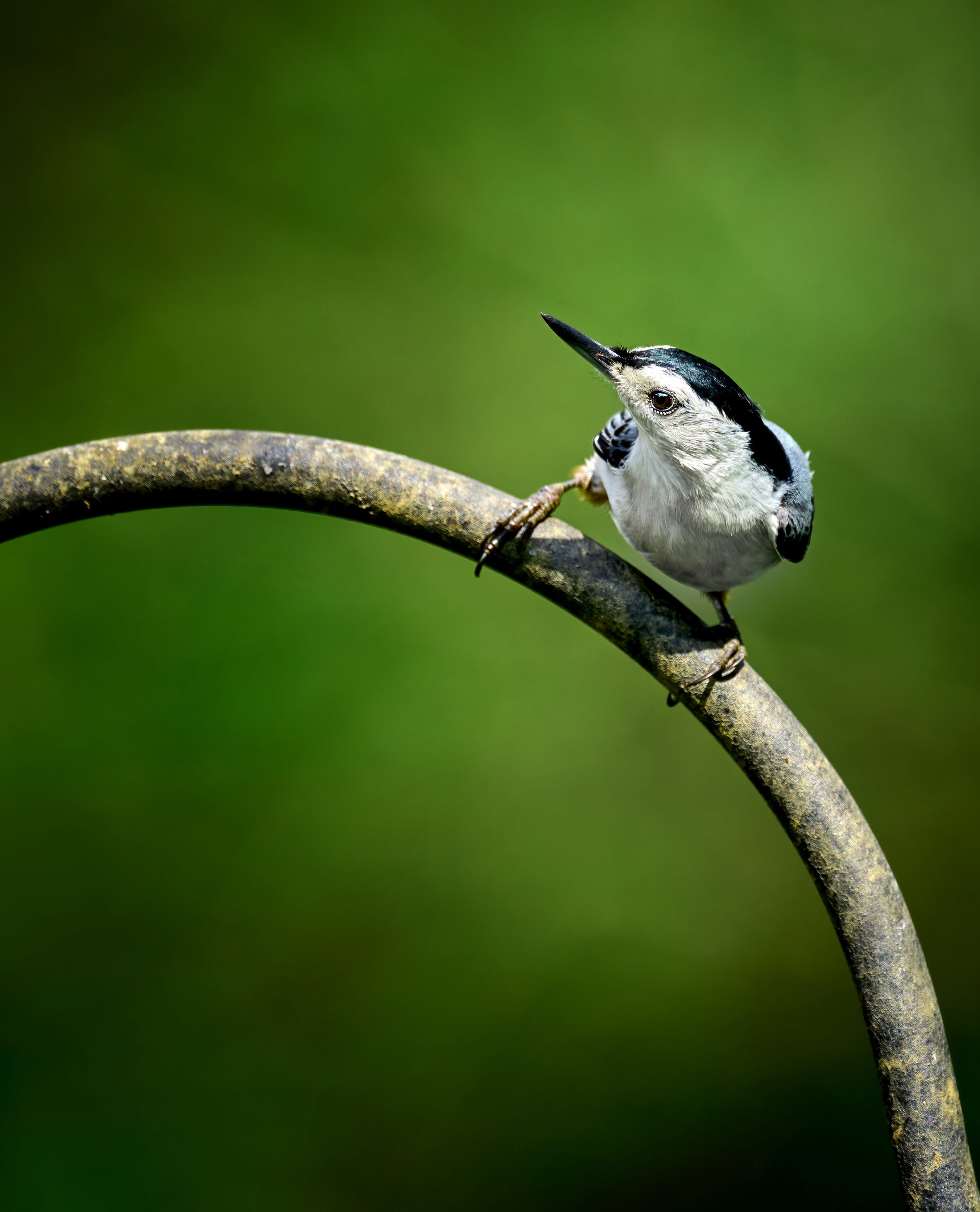 White-breasted nuthatch perched on a curved metal rod, displaying its black, white, and gray feathers against a vibrant green background.