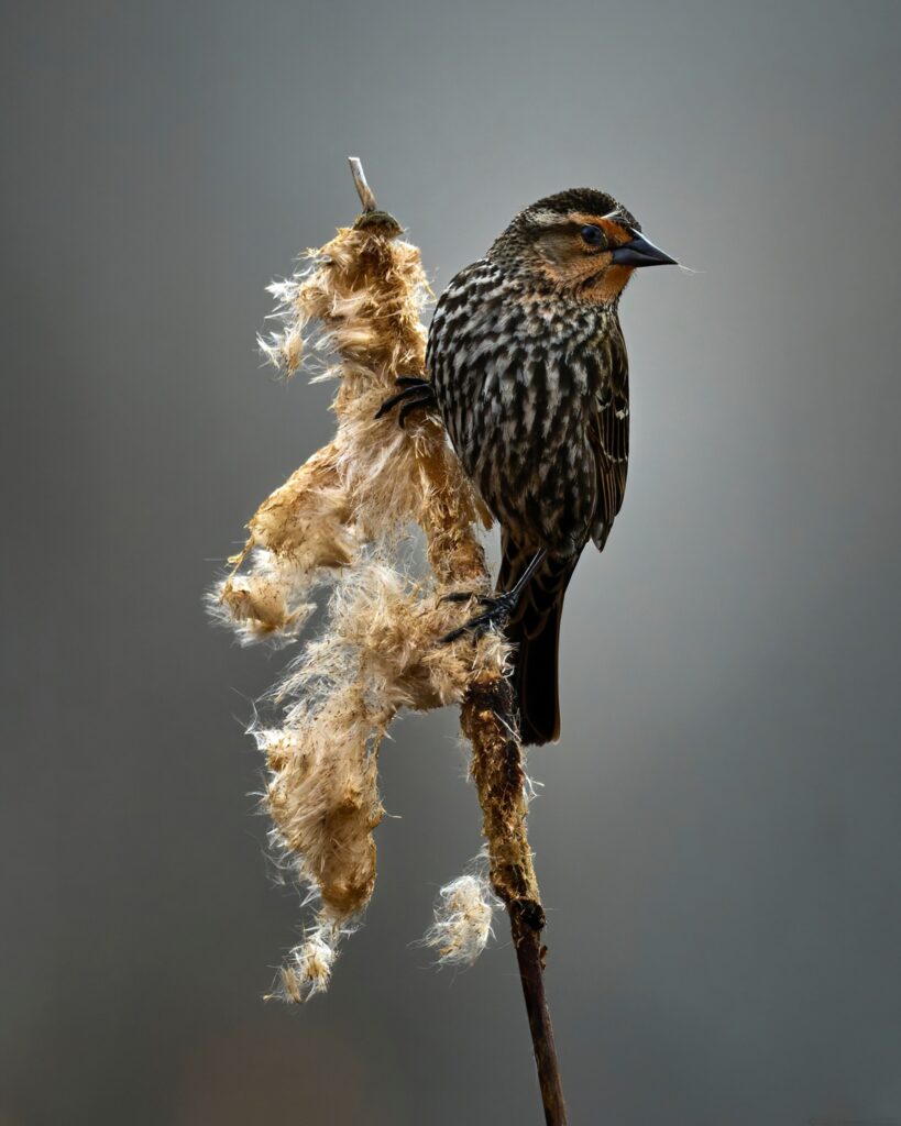 Female Red-winged Blackbird perched on a frayed cattail, blending into the marshland with her brown streaked plumage.