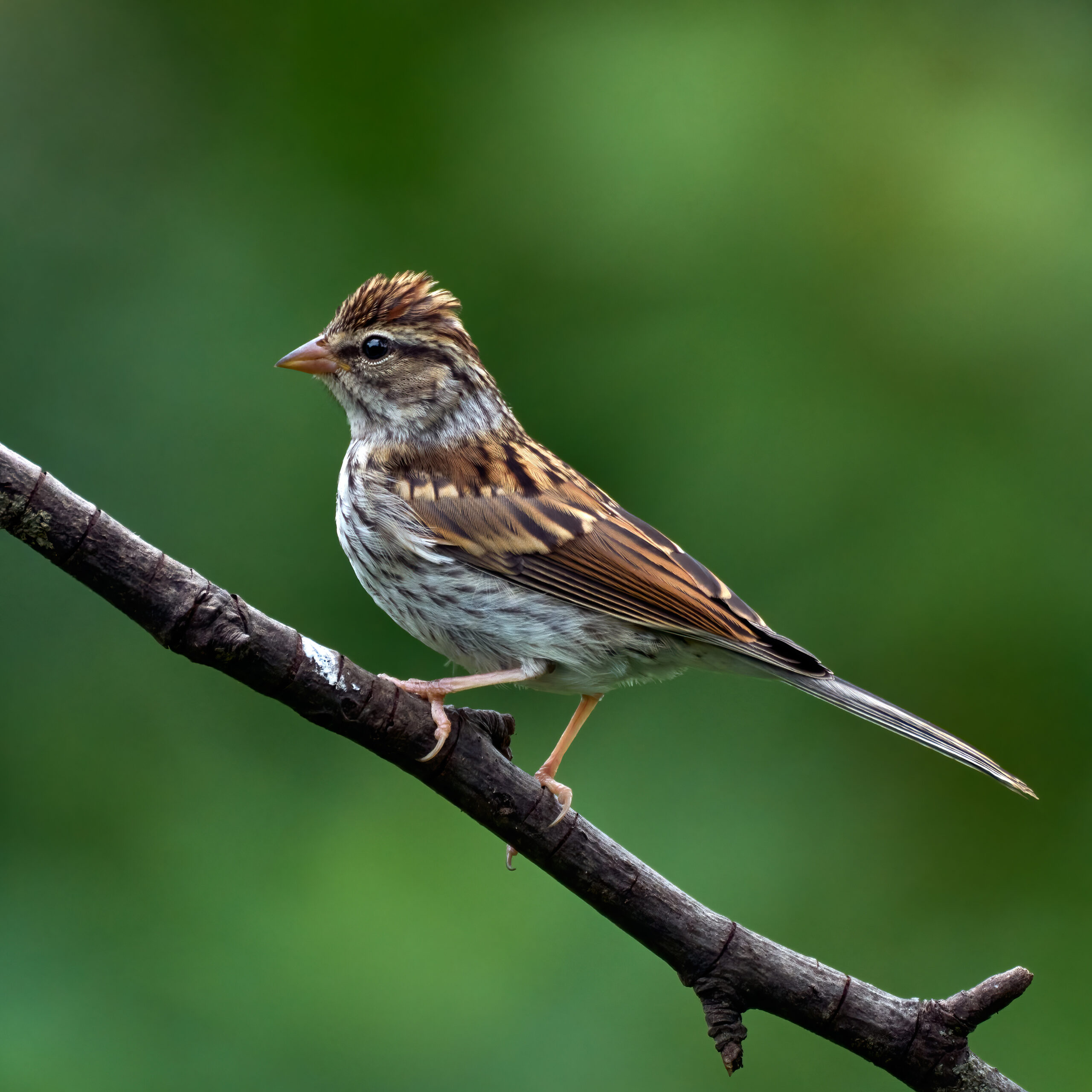 Chipping Sparrow perched on a branch, showing its brown streaked feathers and a rusty crown.