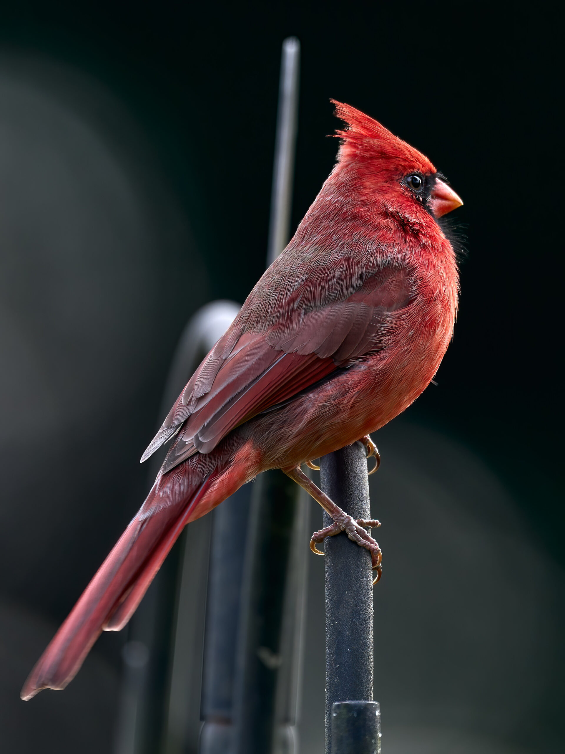 Male Northern Cardinal perched on a backyard feeder, showing off its vivid red feathers against a soft background.