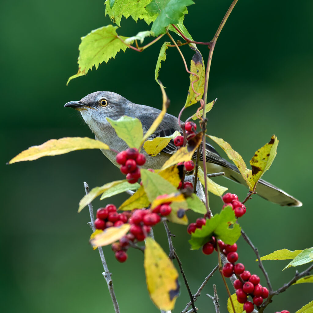 Northern Mockingbird perched among bright red berries and green leaves, with a soft green background.