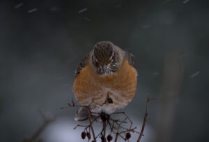 American Robin perched on a branch in a snowstorm, showing its orange breast with snowflakes falling around it.